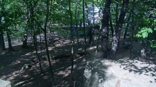 Wolf Cam