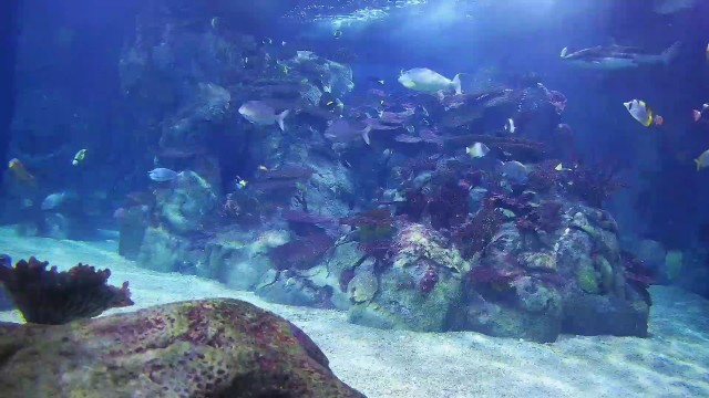 Ozolio Stream 1 - Aquarium