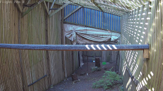Wild ARC Flight Pen B