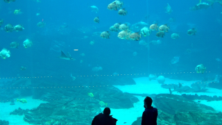 Georgia Aquarium - Ocean Voyager Cam