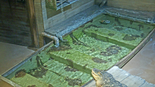 Georgia Aquarium - Gator Crossing Webcam