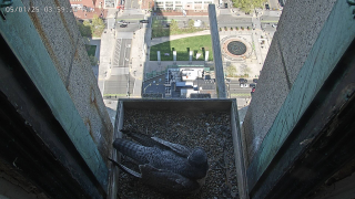 Falcon Cam @ Marriott Vacation Club at Custom House, Boston