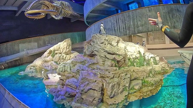 Penguin Webcam