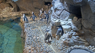 Georgia Aquarium - African Penguin Cam