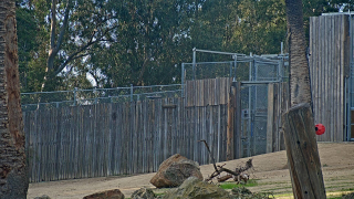 Giraffe Habitat Live Camera