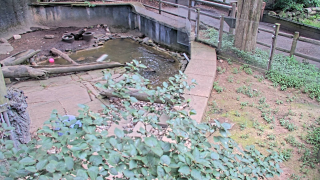 Otter Webcam