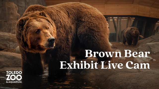 Brown Bear Exhibit, Kodiak Ridge - Toledo Zoo