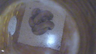 Black Footed Ferret Cam