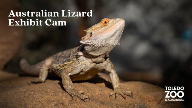 Australian Lizards Exhibit, Ziems Conservatory - Toledo Zoo