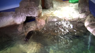 Georgia Aquarium - Sea Otter Camera