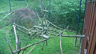 Natt Family Red Panda Habitat