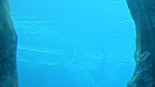 Georgia Aquarium - Beluga Web Cam