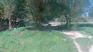 Wild Dog Live Web Cam