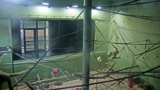 Spider Monkey - Indoor